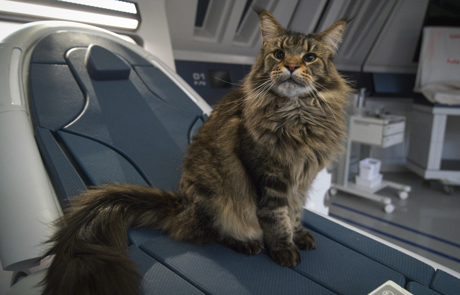 Promo photo for Discovery Season 4 showing Grudge the cat.