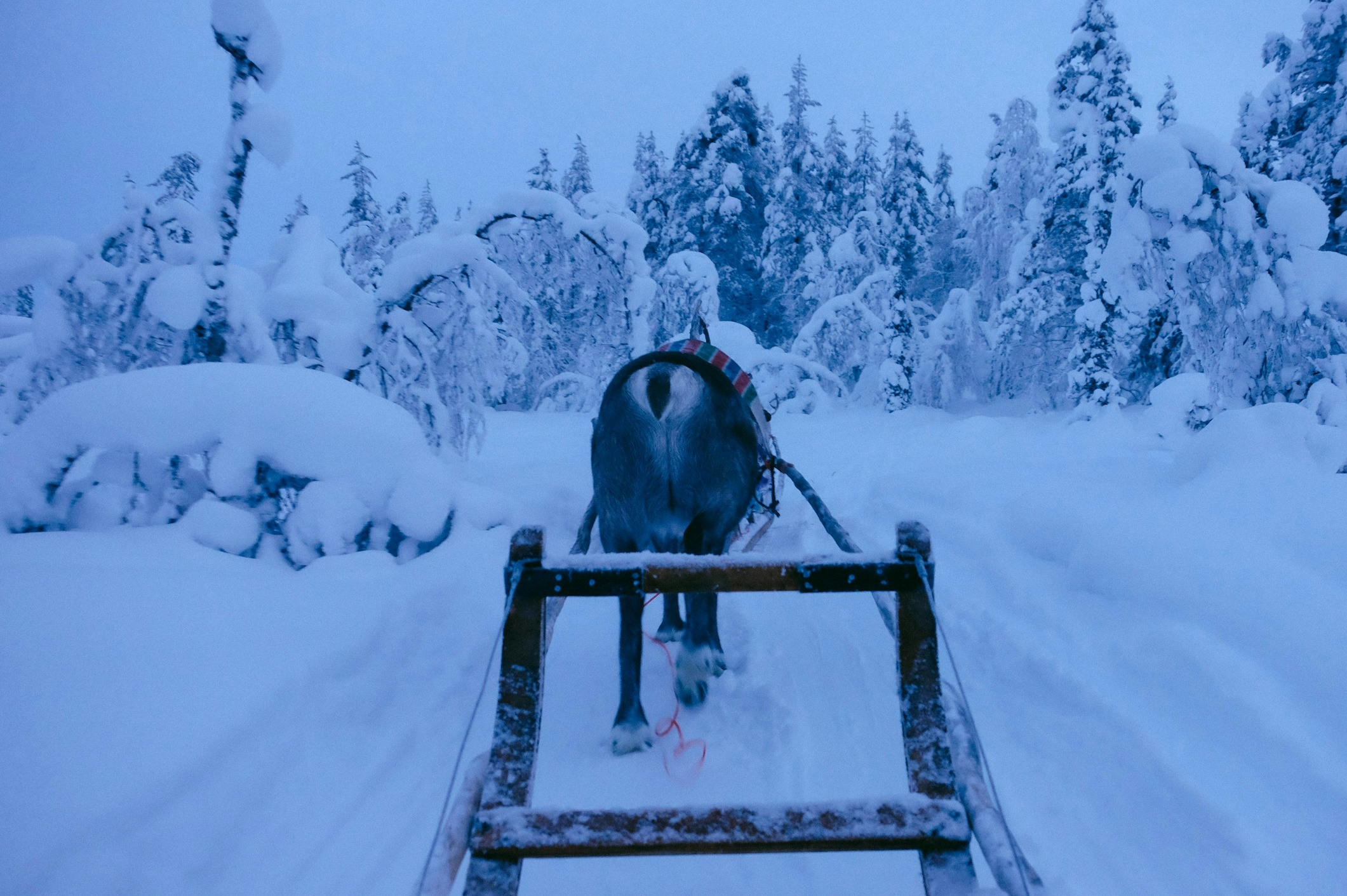 A photograph showing a horse (or perhaps a reindeer) pulling a sleigh through a snowy forest.