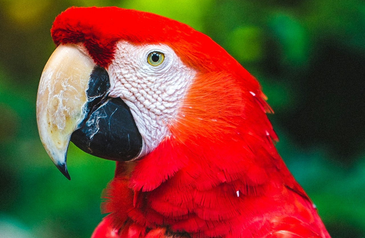 Stock photo of a red parrot.