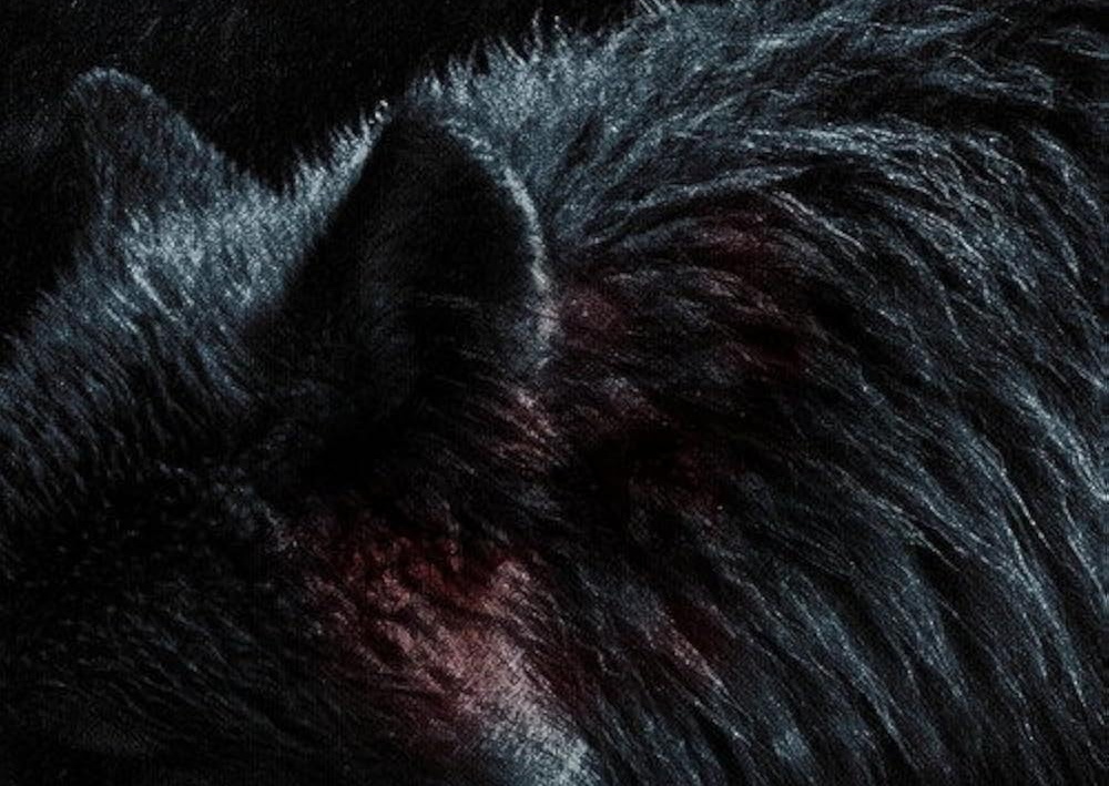 Cropped promo poster for Werwulf (2026)